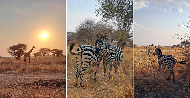 Tarangiri, zebre, žirafa